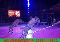 霍邱县马戏团租赁出租厂家