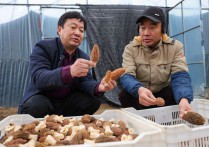 安徽六安：小小羊肚菌