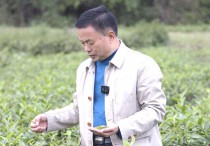 “全国劳动模范”叶雪平：39年倾心只为“一杯茶”